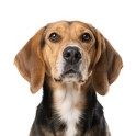 Sample image of a yellow and black Beagle dog