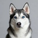 A thumbnail image of a husky with the color background