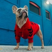 Sample image 2 french bulldog wearing red shirt against a blue wall