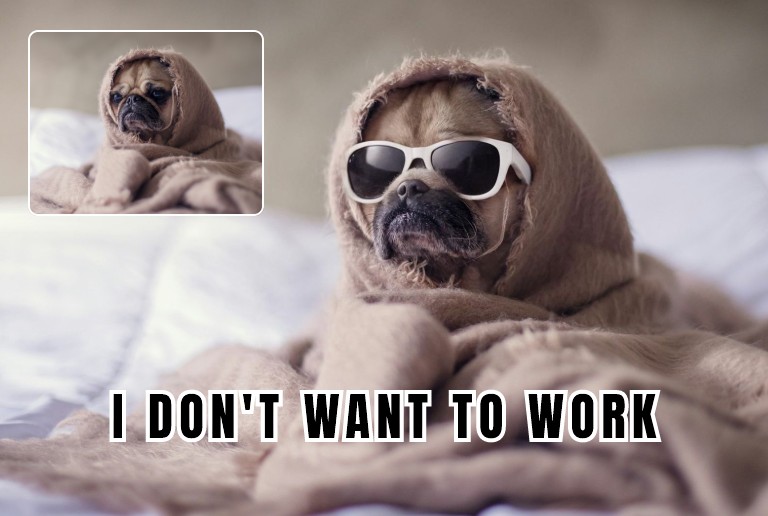 Add text to a dog photo to create a meme