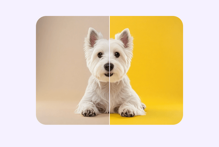 Change background color of a dog picture in one click with pxbee