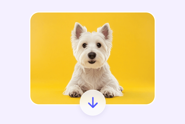 Download a picture of a dog in yellow background